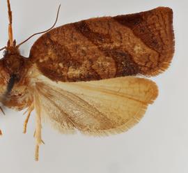  Female . ©  Loren Jones. Image used with permission.
